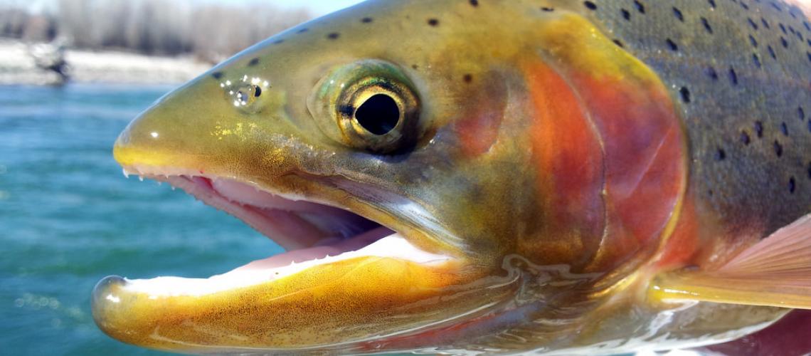 fish